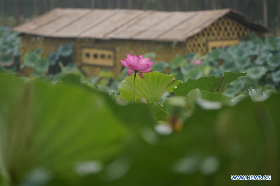 CHINA-HEBEI-XIONGAN-LOTUS(CN)