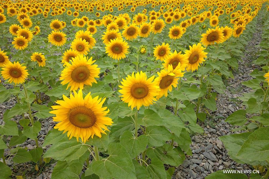 CHINA-GANSU-BAIYIN-SUNFLOWER (CN)