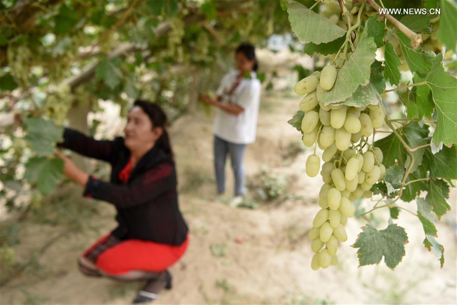 CHINA-XINJIANG-POVERTY ALLEVIATION (CN)