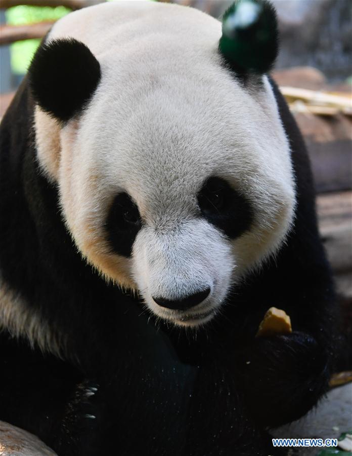 CHINA-HAIKOU-MID-AUTUMN FESTIVAL-PANDA (CN)