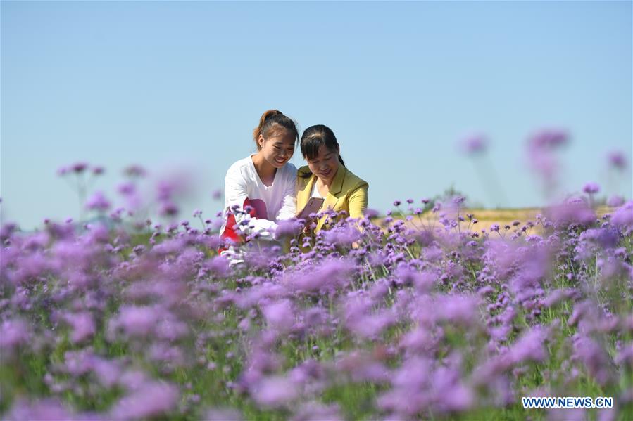 CHINA-HEBEI-NEIQIU COUNTY-CHINESE HERBAL MEDICINE PLANTING (CN)