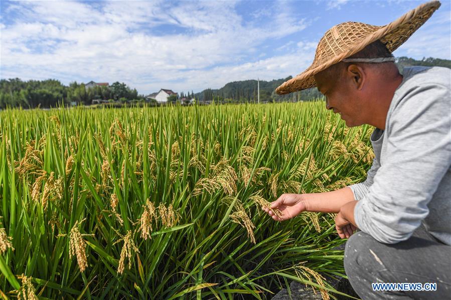 CHINA-ZHEJIANG-HANGZHOU-RICE-HARVEST (CN)