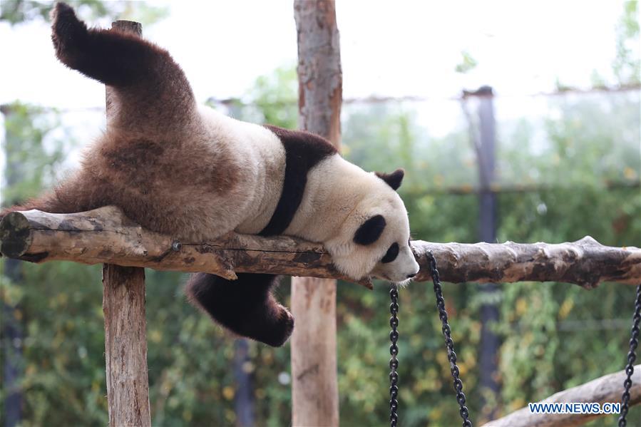 BELGIUM-BRUGELETTE-PANDAS