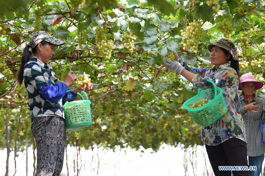 CHINA-JIANGXI-NANCHANG-GRAPES-HARVEST (CN)