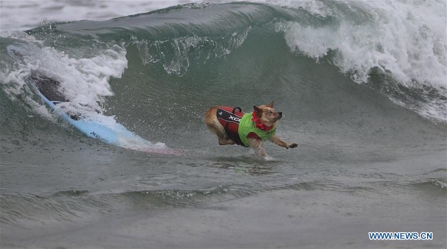 (SP)U.S.-CALIFORNIA-HUNTINGTON BEACH-SURF DOG