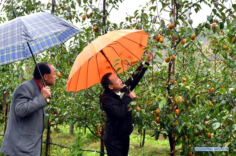 CHINA-HENAN-VETERAN-PEAR GROWING (CN)