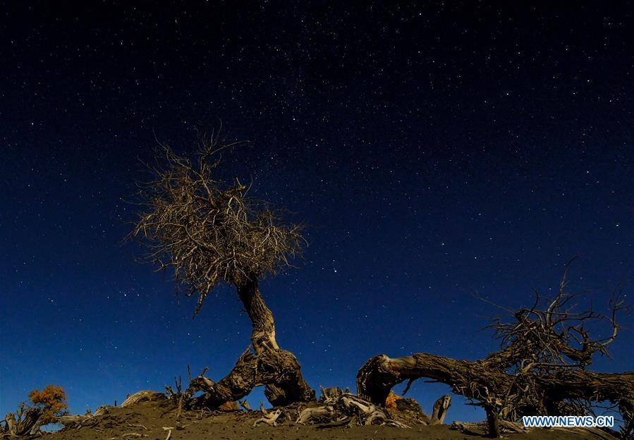 CHINA-INNER MONGOLIA-DESERT POPLAR TREES-SCENERY (CN)