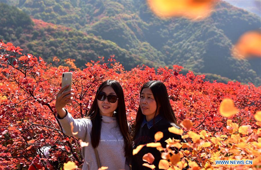 CHINA-HEBEI-SHEXIAN-RED LEAVES (CN)