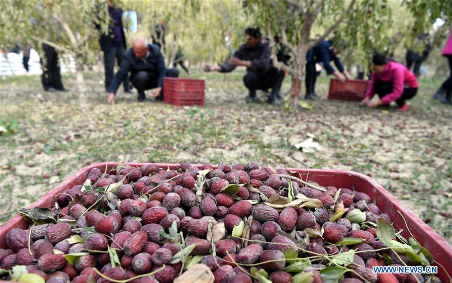 CHINA-XINJIANG-RED DATE-HARVEST (CN)