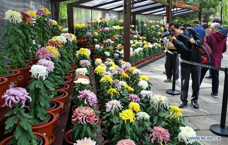 CHINA-SHANDONG-JINAN-CHRYSANTHEMUM EXHIBITION (CN)