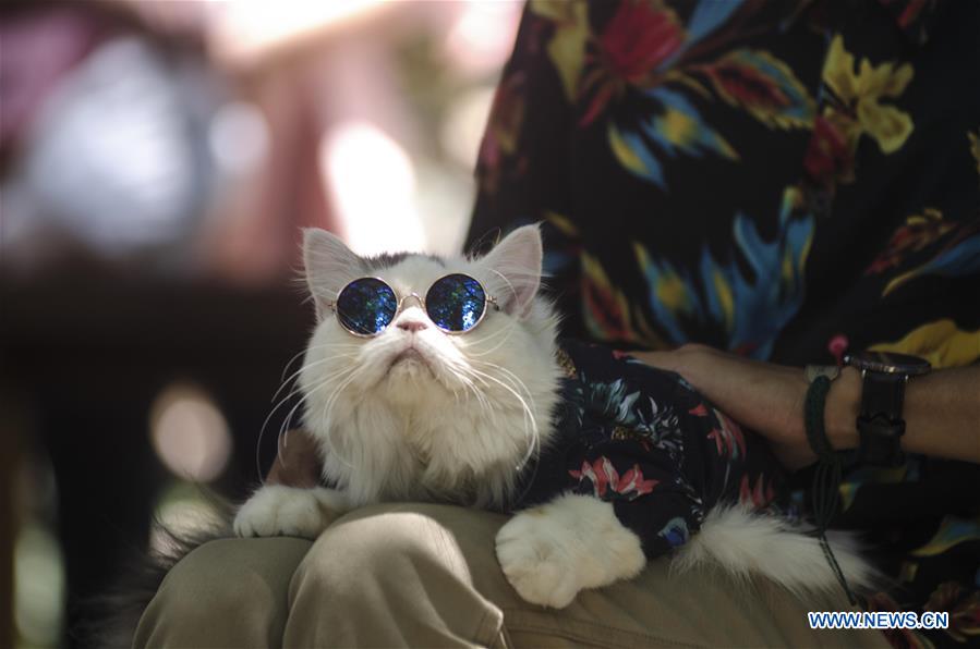 INDONESIA-BANDUNG-CAT-COSTUME-CONTEST