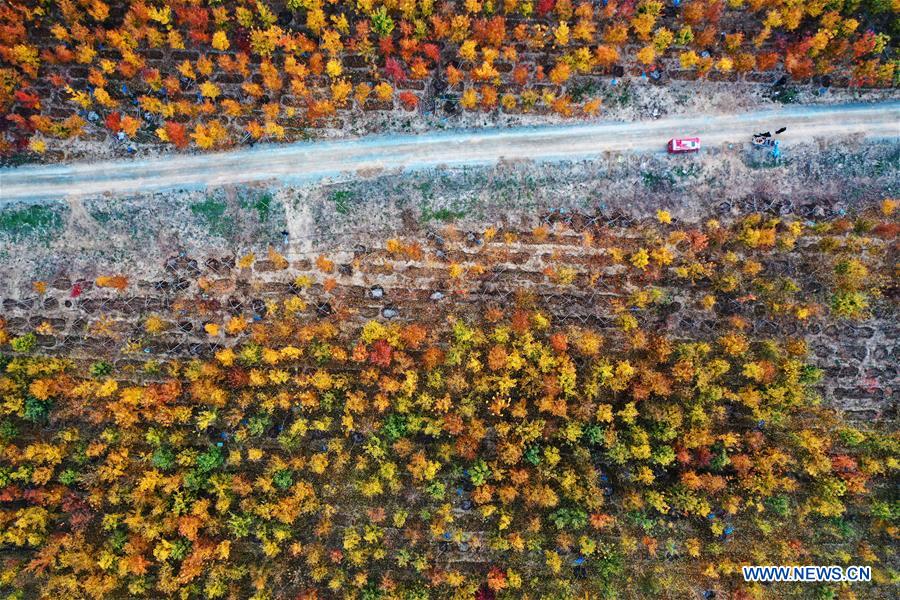 CHINA-HEBEI-XIONGAN-FOREST-AERIAL VIEW