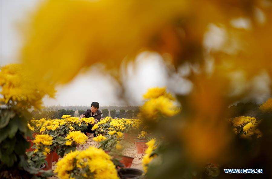 CHINA-HEBEI-CHRYSANTHEMUM-HARVEST (CN)