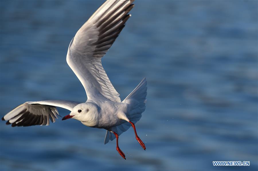 CHINA-YUNNAN-KUNMING-BLACK-HEADED GULLS (CN)