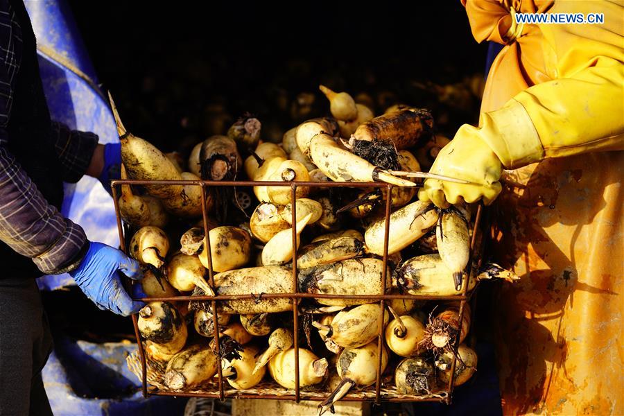 CHINA-HEBEI-CAOFEIDIAN-LOTUS ROOT-HARVEST (CN)