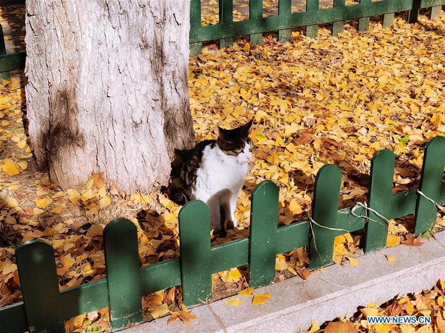 (BeijingCandid)CHINA-BEIJING-AUTUMN (CN)