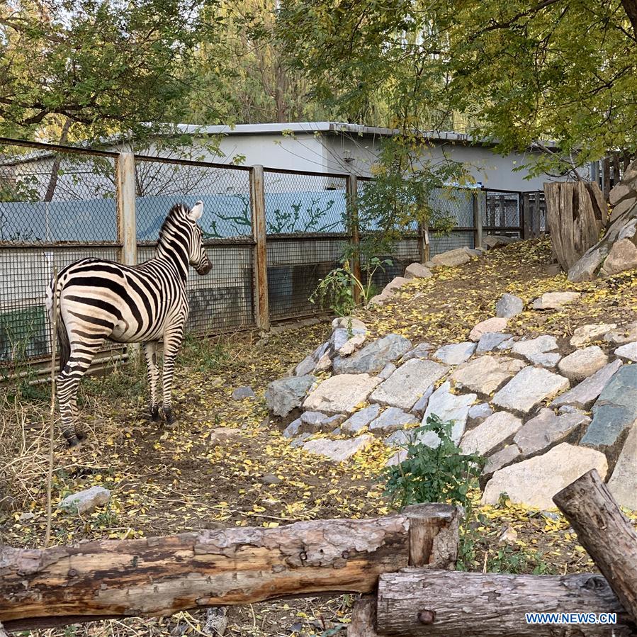 (BeijingCandid)CHINA-BEIJING-AUTUMN (CN)