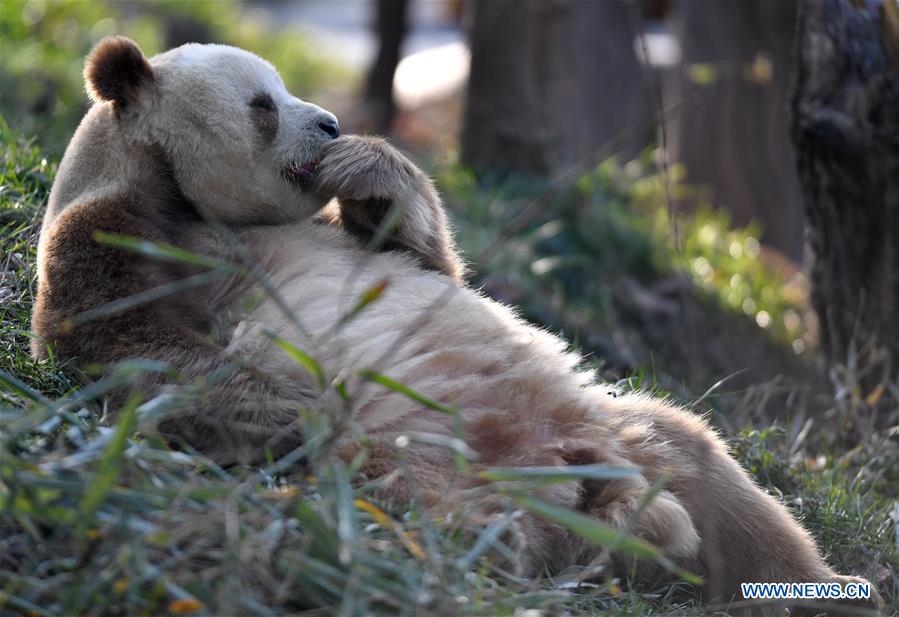 CHINA-SHAANXI-XI'AN-CAPTIVE BROWN AND WHITE GIANT PANDA