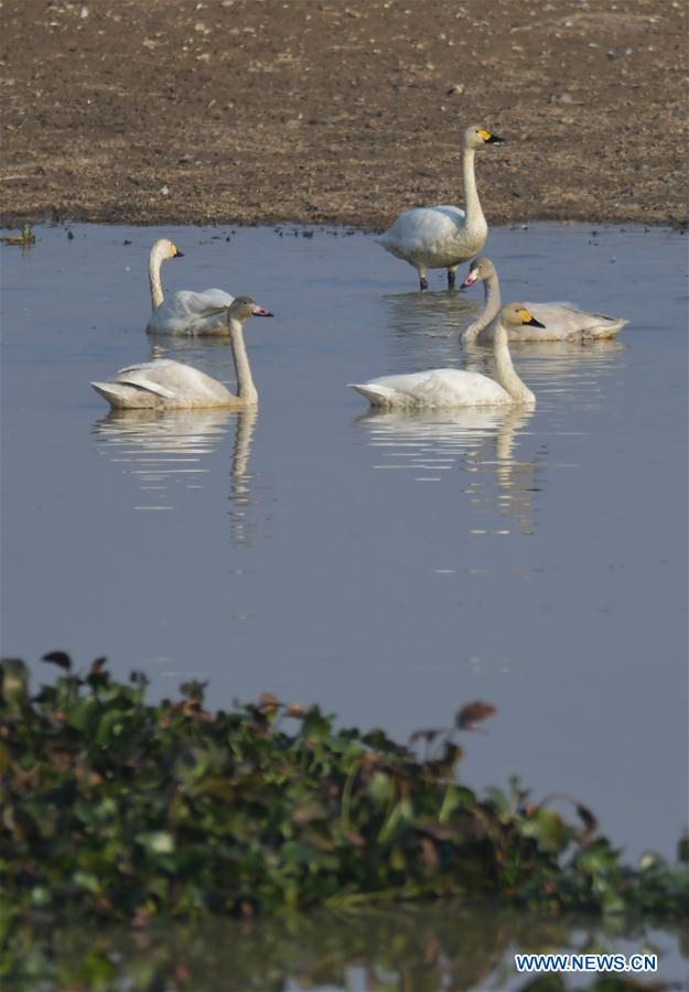 CHINA-JIANGXI-FUHE RIVER-MIGRANT BIRD (CN)