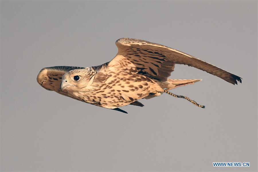 KUWAIT-JAHRA GOVERNORATE-FALCONS-HUNTING-SHOW