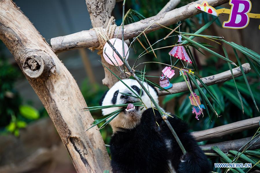 MALAYSIA-KUALA LUMPUR-GIANT PANDA-BIRTHDAY