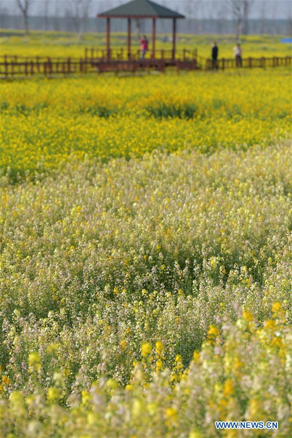 CHINA-JIANGXI-COLE FLOWER FIELDS (CN)