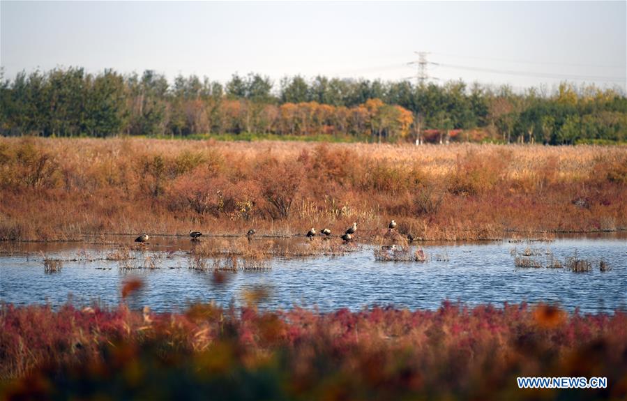 CHINA-TIANJIN-WETLAND-ENVIRONMENT (CN)