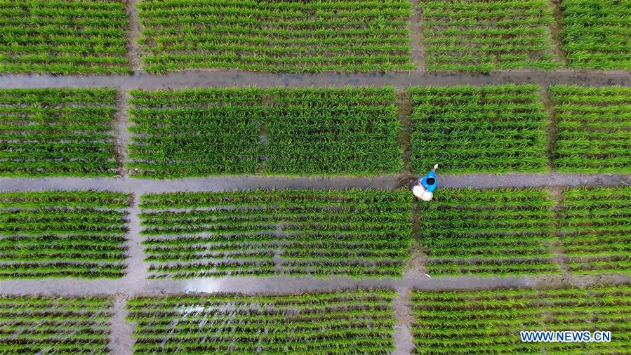 #CHINA-AGRICULTURE-FARMING (CN)