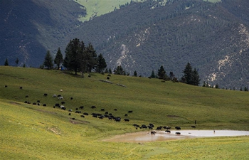 Summer scenery of Yajiang County, SW China's Sichuan