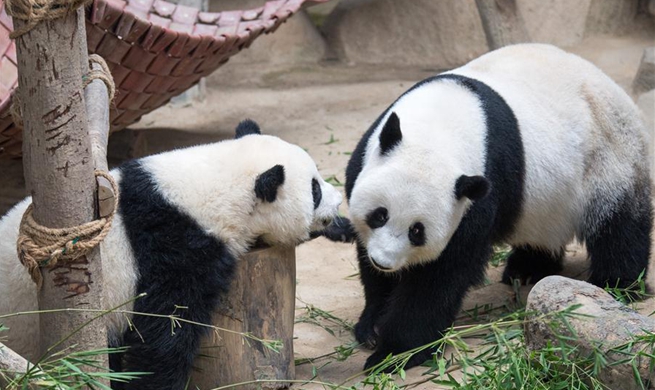 2nd giant panda cub named Yi Yi, marking close China-Malaysia friendship