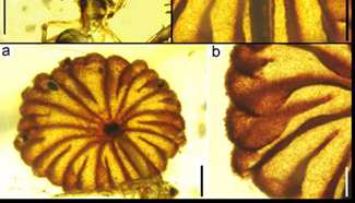 Scientists find earliest intact mushroom fossils