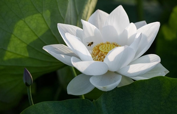 Blooming lotus flowers in east China's Anhui