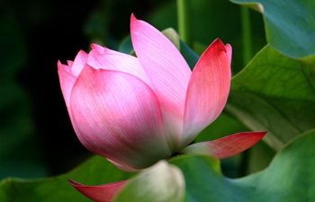 In pics: lotus flowers at Geshan scenic spot in east China's Anhui