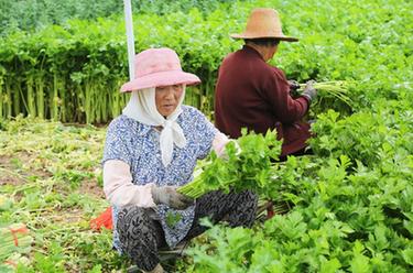 甘肃定西：高原夏菜采收忙