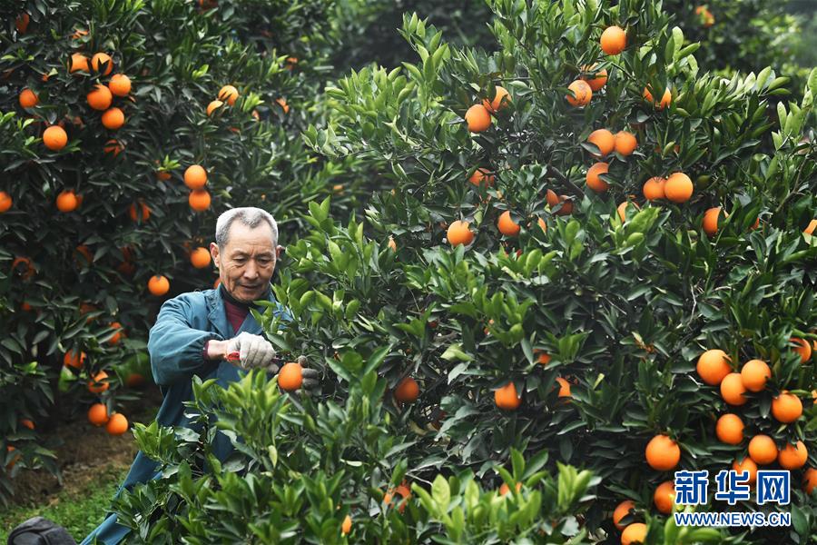 （新春走基层·图文互动）（1）一个橙子的八年“蜕变史”