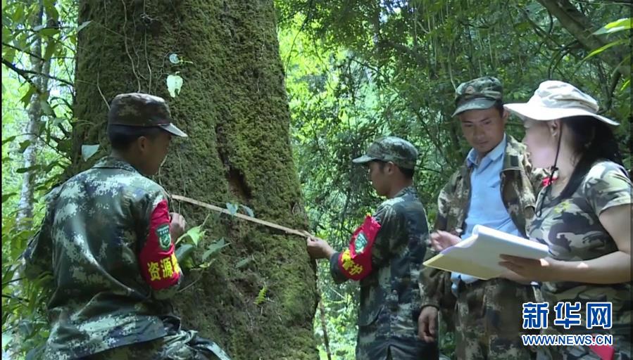 （图文互动）（2）云南高黎贡山发现珍稀濒危植物滇桐野生居群