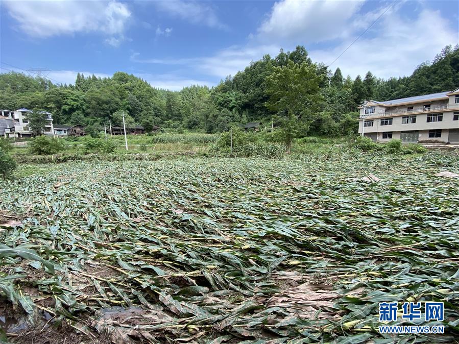 （防汛抗洪·图文互动）（4）山洪袭来前，澧水河畔大转移