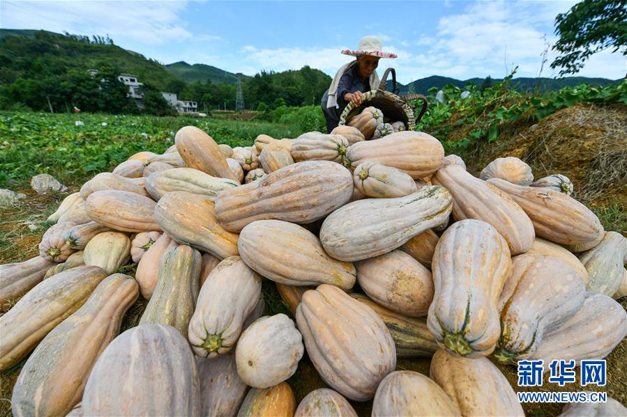 （决战决胜脱贫攻坚·图文互动）（6）“草鞋村”的致富经