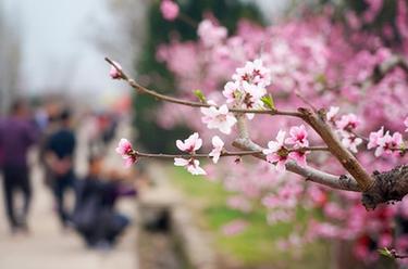 陕西西安：桃花灼灼斗春芳