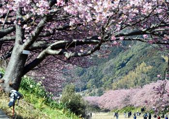 日本伊豆半岛河津樱绽放