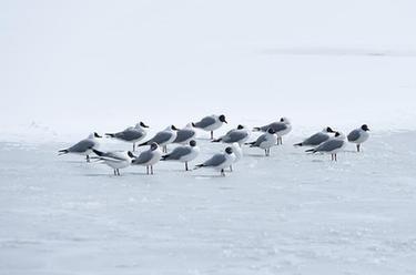 雪后青海湖